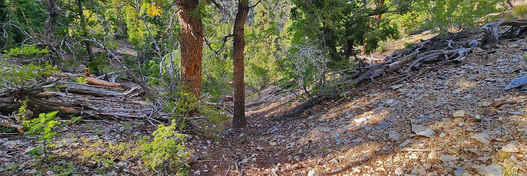 You Could Actually Run This Streamlined Gully. Acts as Best East Ridge Approach. | Mummy's Nose East Cliff Plane Crash Site | Mt Charleston Wilderness, Nevada