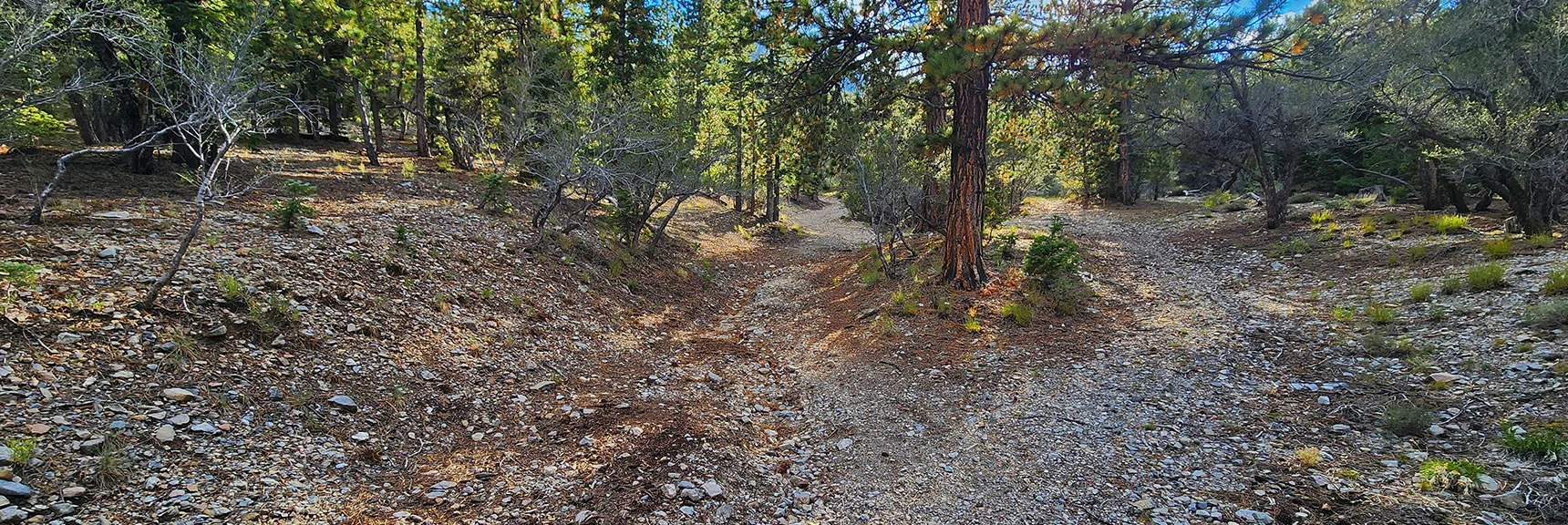 Gully Begins to Left of First Divide in Forest Rd. 092. Easy to Find Next Time! | Mummy's Nose East Cliff Plane Crash Site | Mt Charleston Wilderness, Nevada