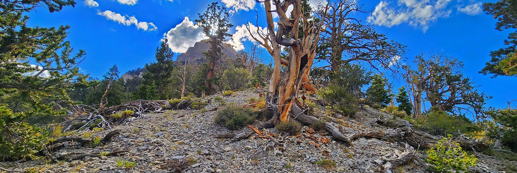 Parting View Back Up Eastern Ridge to Mummy's Nose | Mummy's Nose East Cliff Plane Crash Site | Mt Charleston Wilderness, Nevada