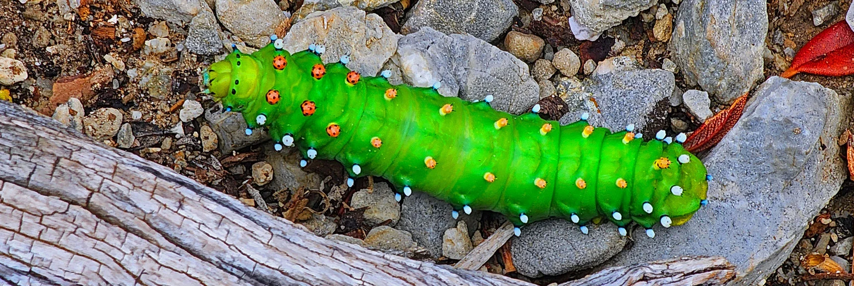 This is Likely a Glover's Silkmoth Caterpillar | Mummy's Nose East Cliff Plane Crash Site | Mt Charleston Wilderness, Nevada