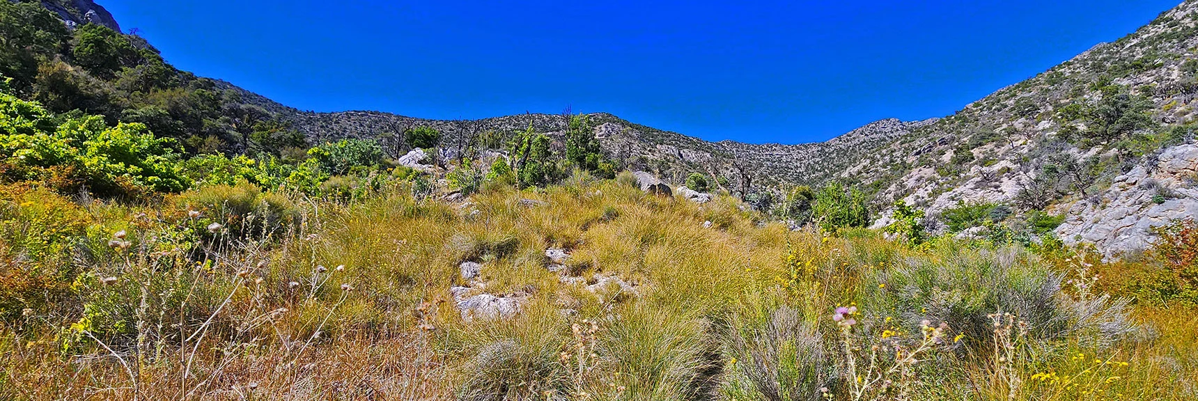 Now in Brush-Choked La Madre Springs Gulch. Trail Often Disappears. | La Madre Ridgeline Grand Crossing | La Madre Mountains Wilderness and Red Rock Canyon NCA, Nevada
