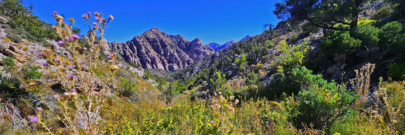 Descending La Madre Springs Gulch, Closing in on White Rock Mt. | La Madre Ridgeline Grand Crossing | La Madre Mountains Wilderness and Red Rock Canyon NCA, Nevada