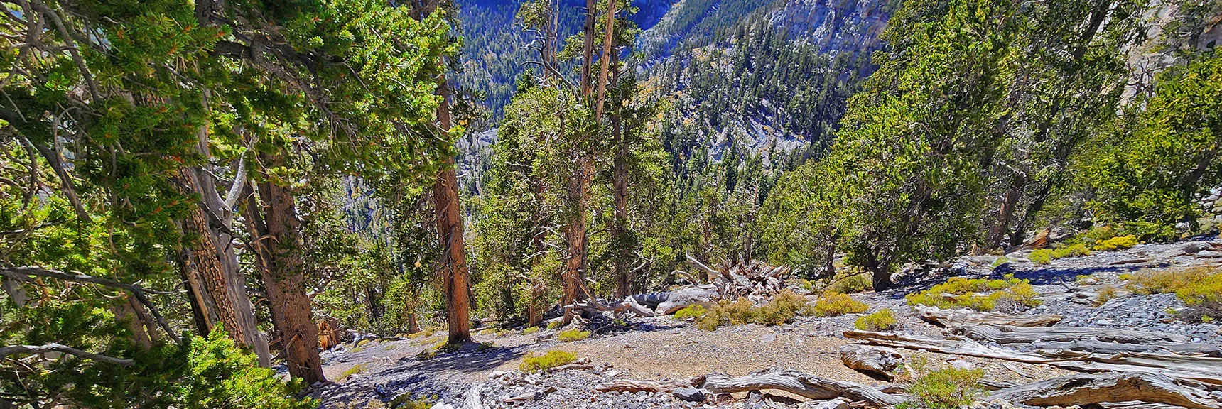 Now Descending into Mummy's Forehead Summit Approach Gully | Mummy Mountain Forehead Summit Approach Gully | Mt Charleston Wilderness, Nevada