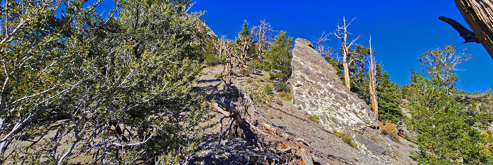 This Limestone Pillar Marks the Place to Angle Left Off the Eastern Ridge | Mummy Mountain Forehead Summit Approach Gully | Mt Charleston Wilderness, Nevada