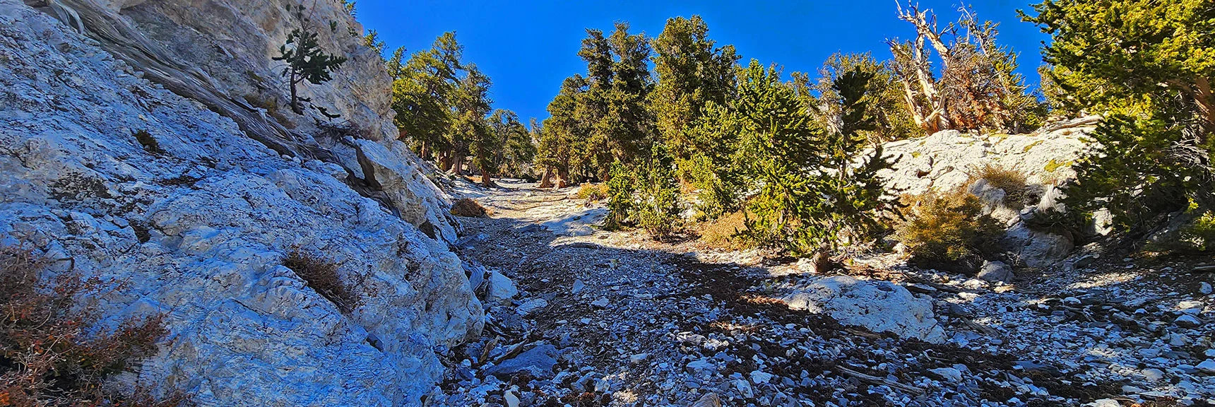 Upper Extent of 2nd Exploration | Mummy Mountain Forehead Summit Approach Gully | Mt Charleston Wilderness, Nevada