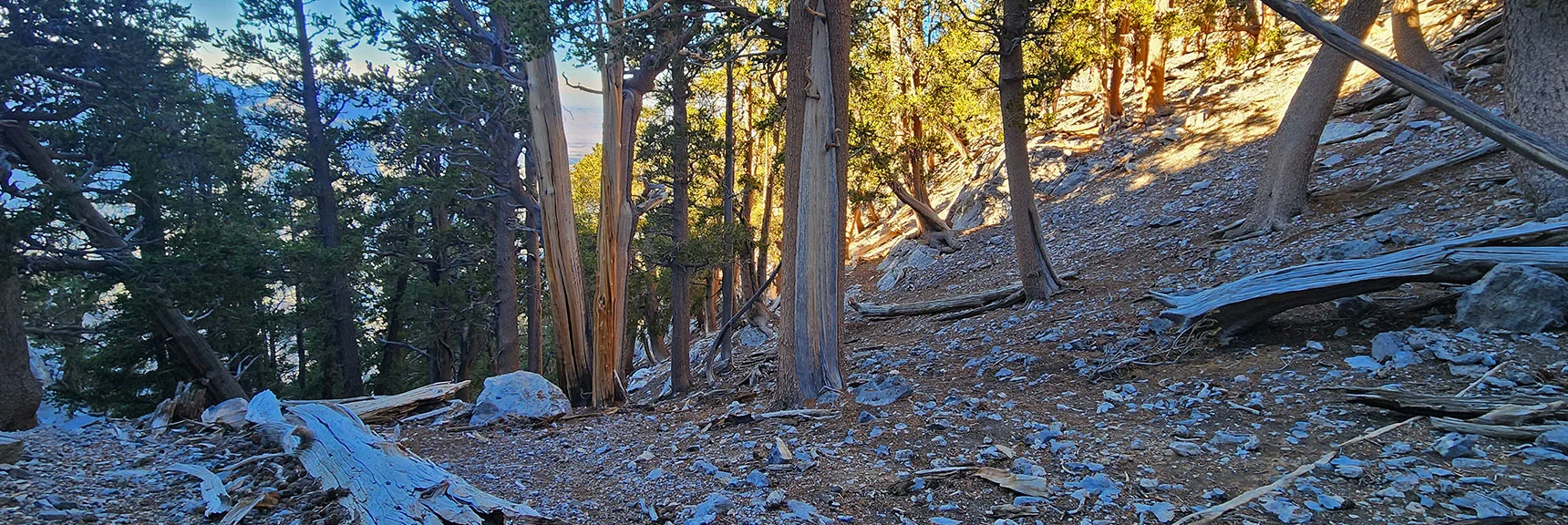 Descend to Lee Canyon Rd > Deer Creek Rd > Catch Pen Trailhead for Large Loop. | Mummy's Chin Summit Ridge Loop | Mt. Charleston Wilderness, Nevada