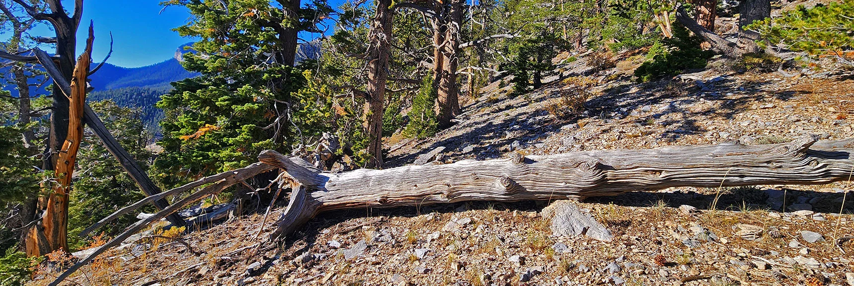 Here's the 9,400ft Point on Eastern Ridgeline. Leave Ridgeline Here. | Mummy's Chin Summit Ridge Loop | Mt. Charleston Wilderness, Nevada