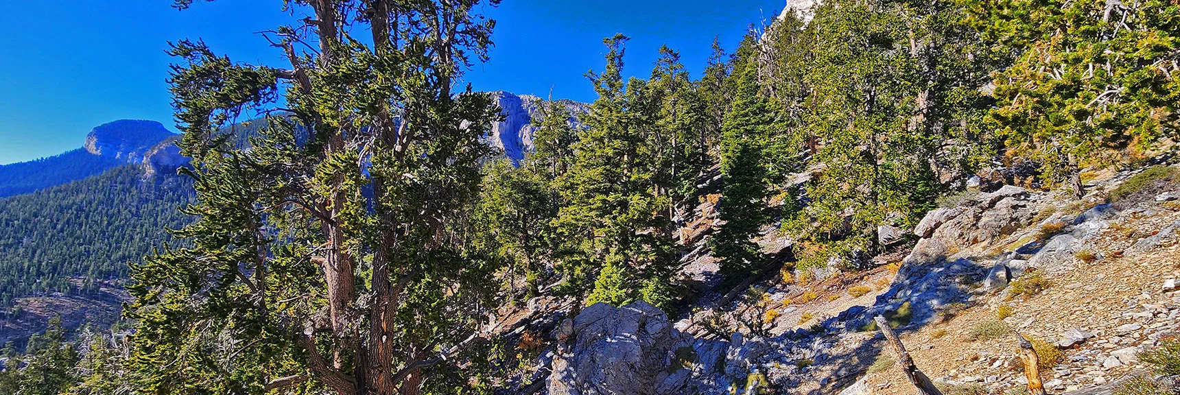 Now Skirting the Base of Mummy's Nose Eastern Cliffs at 9,400ft Level. | Mummy's Chin Summit Ridge Loop | Mt. Charleston Wilderness, Nevada