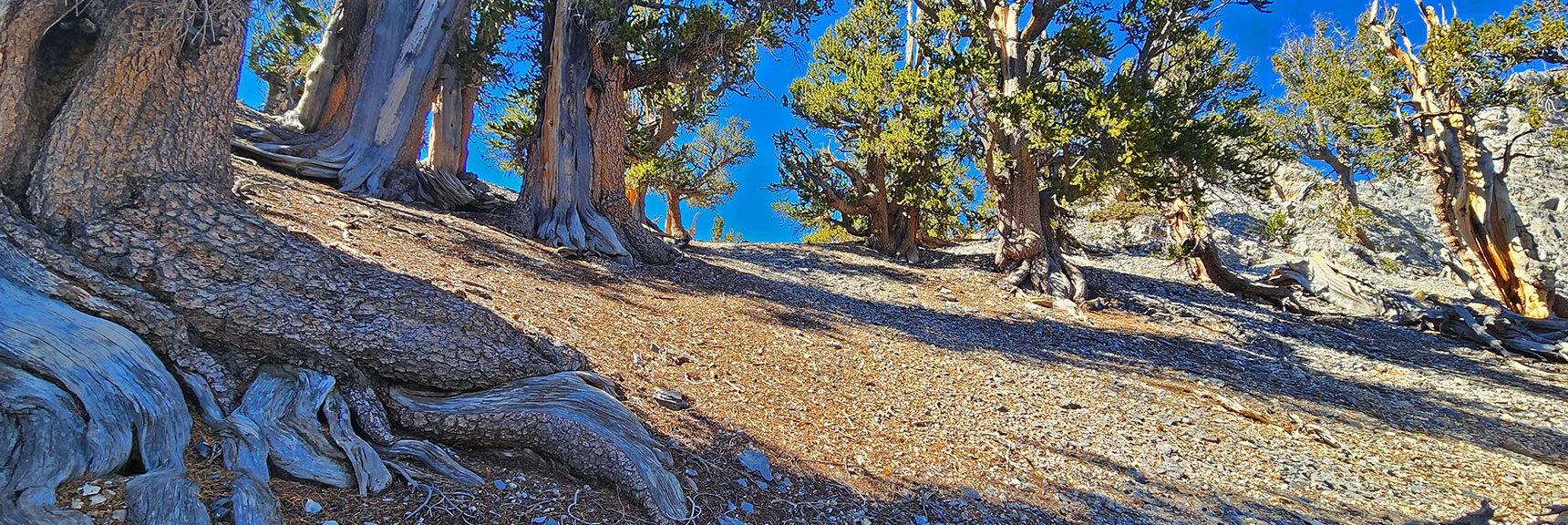 Soon You'll See Mummy's Chin/Forehead Ridgeline on Horizon Ahead. | Mummy's Chin Summit Ridge Loop | Mt. Charleston Wilderness, Nevada