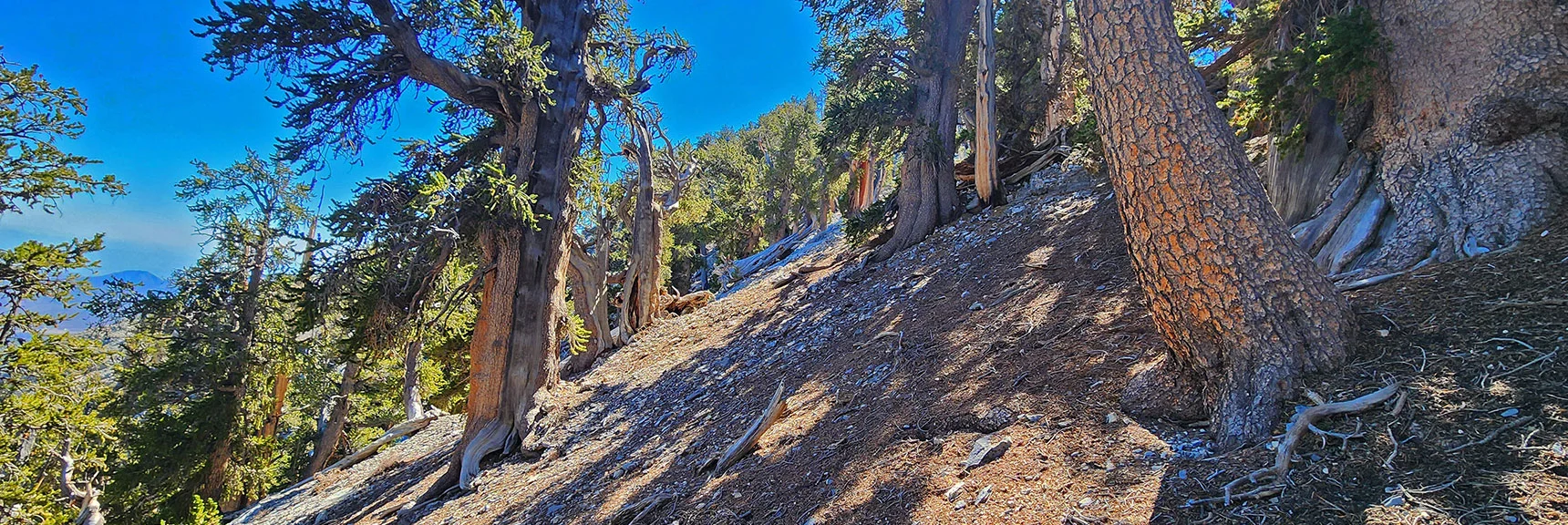Where Limestone Cliff Line Begins Further Up Gully, Turn Left Along Slope. | Mummy's Chin Summit Ridge Loop | Mt. Charleston Wilderness, Nevada