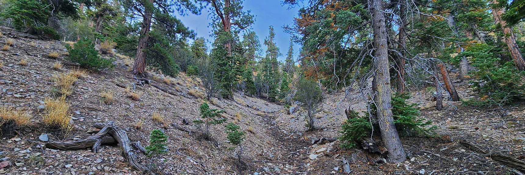 Find Gully, Then Ascend It to the Eastern Ridgeline. | Mummy's Chin Summit Ridge Loop | Mt. Charleston Wilderness, Nevada