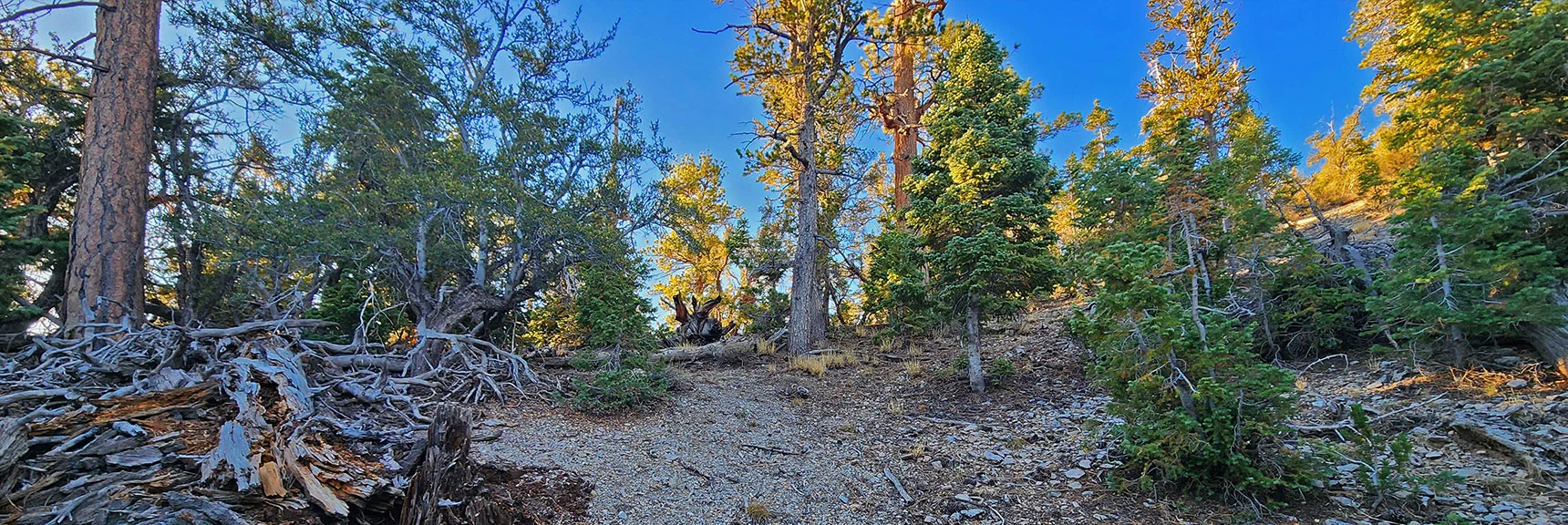 Take a Right Along the Eastern Ridgeline Summit. | Mummy's Chin Summit Ridge Loop | Mt. Charleston Wilderness, Nevada