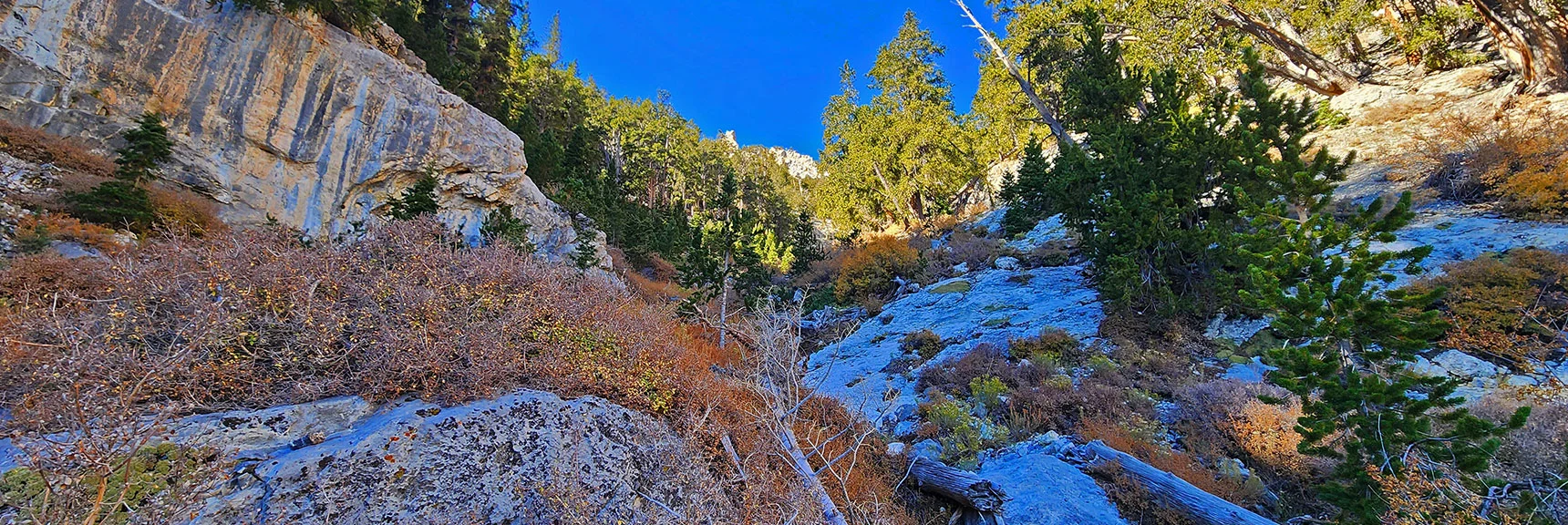 Begin Ascending Summit Approach Gully Left-Bypassing Brush and Boulders | Mummy's Chin Summit Ridge Loop | Mt. Charleston Wilderness, Nevada