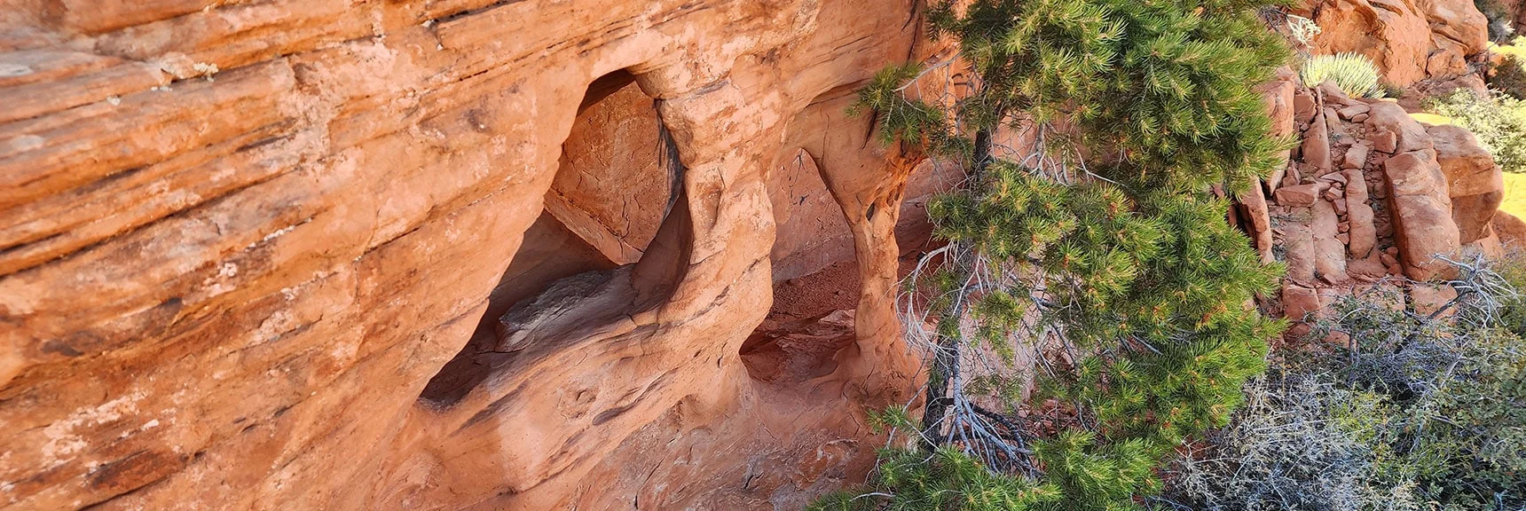 Beautiful Sandstone Sculpted, Pine Tree Adorned Terrain Along Cliffs | Calico Tanks from Guardian Angel Pass | Red Rock Canyon NCA, Nevada