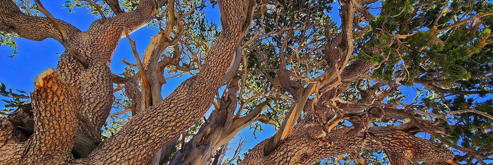 Raintree's Impressive Canopy | Fletcher Canyon / Fletcher Peak / Cockscomb Ridge Circuit | Mt. Charleston Wilderness | Spring Mountains, Nevada