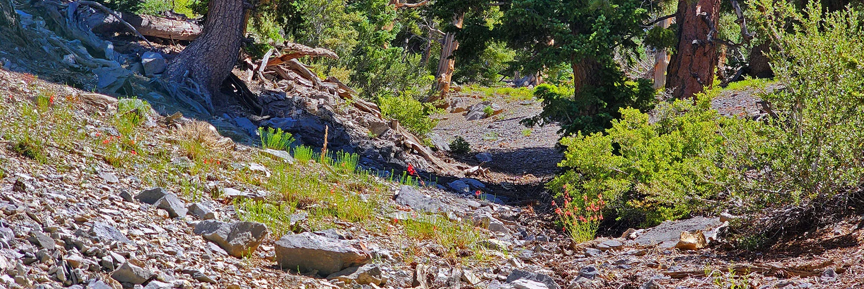 View Down Now Shallow Gully at About 9,200ft | Fletcher Canyon / Fletcher Peak / Cockscomb Ridge Circuit | Mt. Charleston Wilderness | Spring Mountains, Nevada