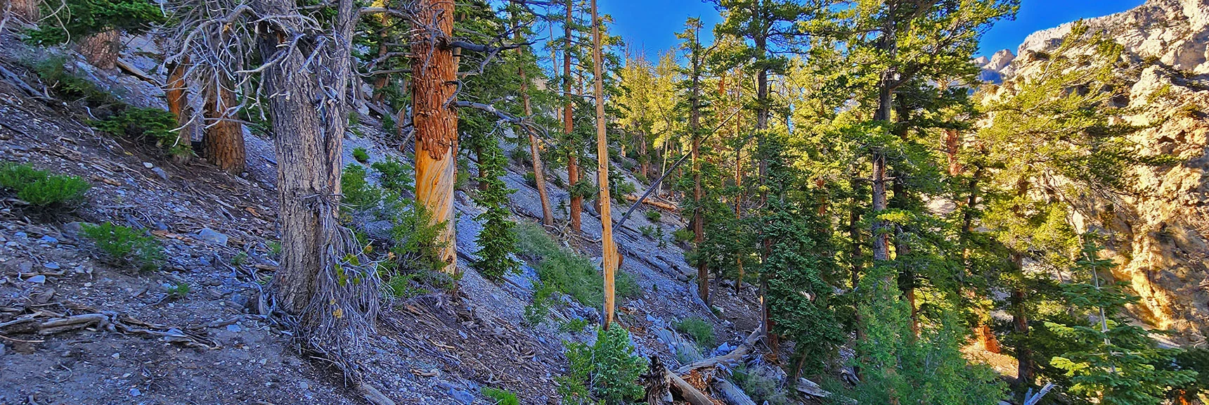 Looking Back Along Steep Incline Just Traversed | Fletcher Canyon / Fletcher Peak / Cockscomb Ridge Circuit | Mt. Charleston Wilderness | Spring Mountains, Nevada