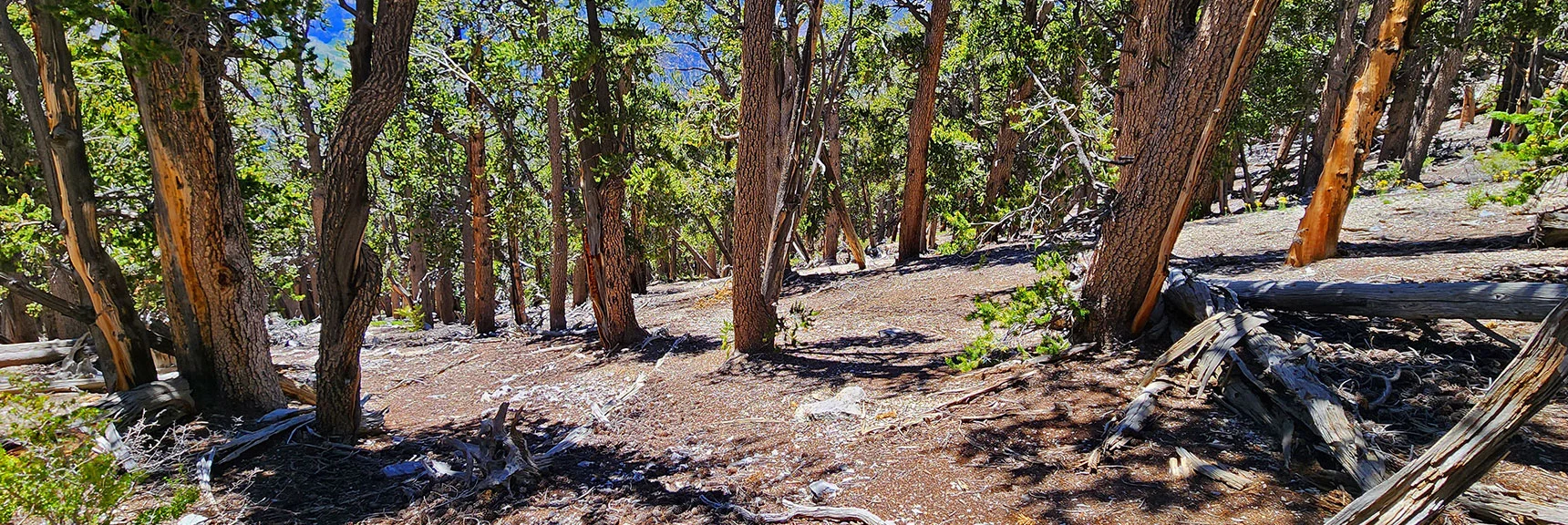 Wide-Open Bristlecone Pine Forest Around 200ft Below Fletcher Peak Summit | Fletcher Canyon / Fletcher Peak / Cockscomb Ridge Circuit | Mt. Charleston Wilderness | Spring Mountains, Nevada