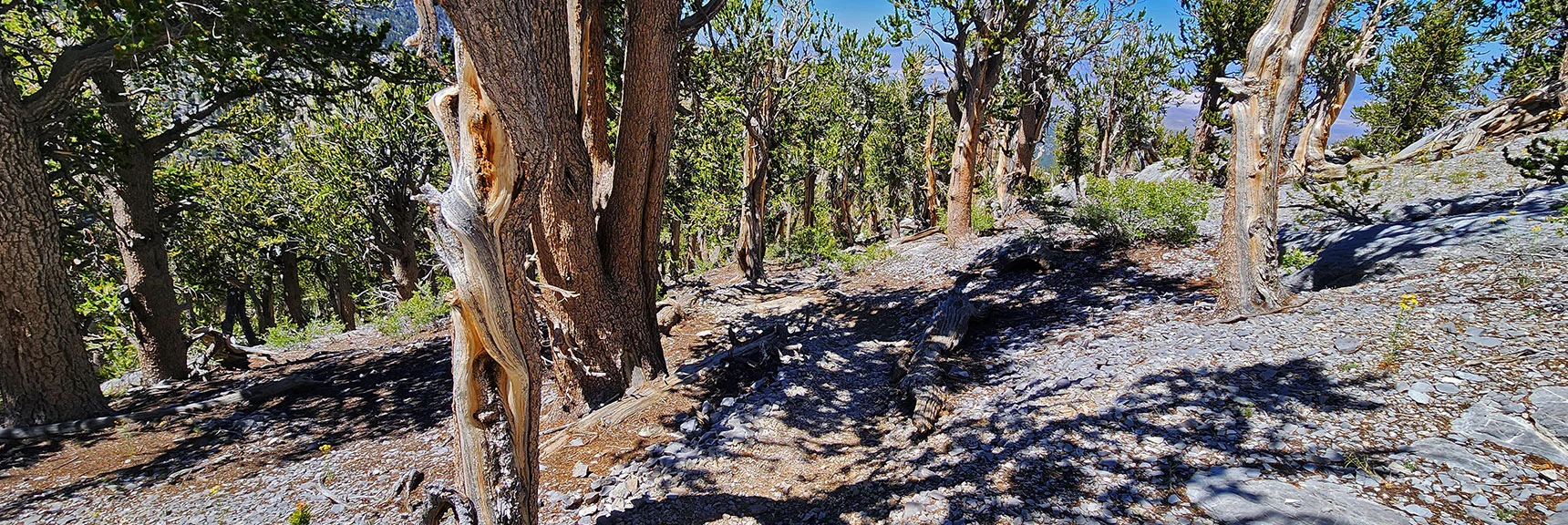 Descending Fletcher Peak on Its Main Trail | Fletcher Canyon / Fletcher Peak / Cockscomb Ridge Circuit | Mt. Charleston Wilderness | Spring Mountains, Nevada