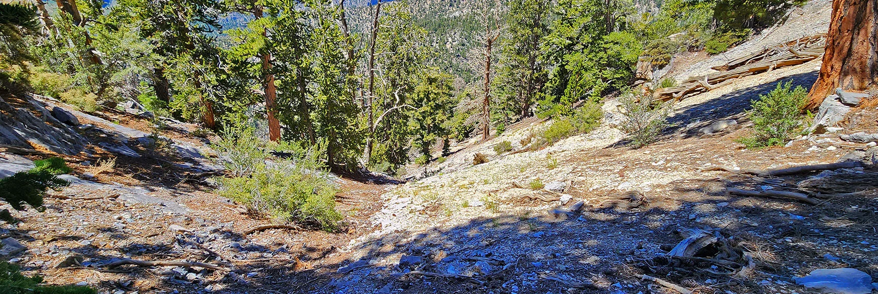 View Down Gully. Even Incline Looks Steep Looking Back. Did Not Feel Steep | Fletcher Canyon / Fletcher Peak / Cockscomb Ridge Circuit | Mt. Charleston Wilderness | Spring Mountains, Nevada