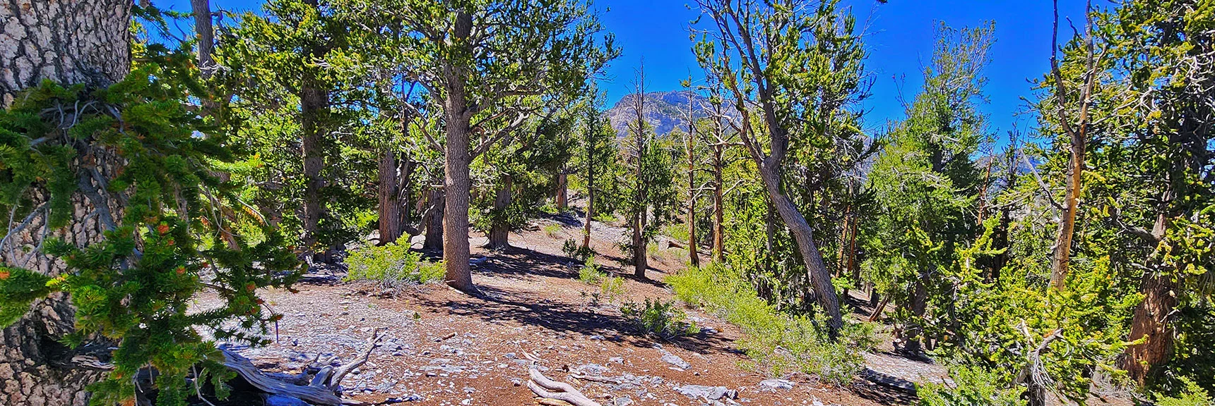 Arrival on Eastern Summit. Shallow 50-Yard Saddle Takes You to Official Summit, Equal Elevation | Fletcher Canyon / Fletcher Peak / Cockscomb Ridge Circuit | Mt. Charleston Wilderness | Spring Mountains, Nevada