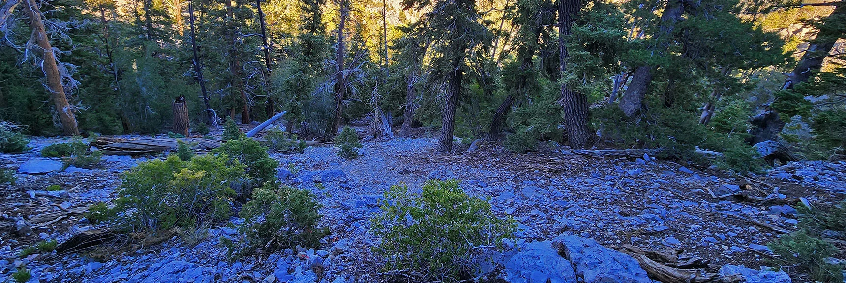 Don't Head Down Until Gully on Opposite Side of 4th Descent Ridge or Risk Fletcher Canyon Cliffs! | Fletcher Canyon / Fletcher Peak / Cockscomb Ridge Circuit | Mt. Charleston Wilderness | Spring Mountains, Nevada