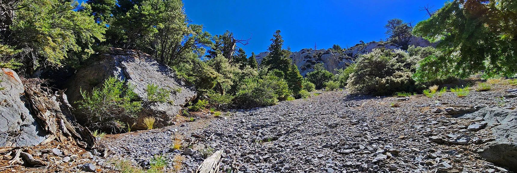 Gully is Steep in Places, But Maintains Gradual Relatively Easy Incline. | Fletcher Canyon / Fletcher Peak / Cockscomb Ridge Circuit | Mt. Charleston Wilderness | Spring Mountains, Nevada