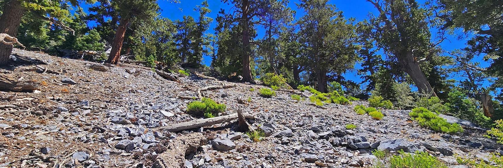 2-300ft Below Fletcher Peak Summit. Just Keep Angling Up to Highest Point | Fletcher Canyon / Fletcher Peak / Cockscomb Ridge Circuit | Mt. Charleston Wilderness | Spring Mountains, Nevada
