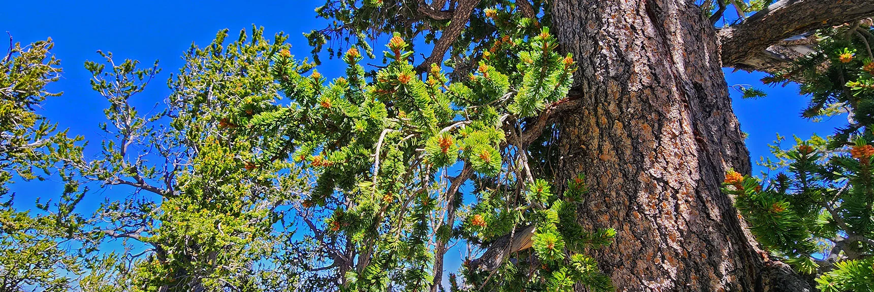 Bristlecone Pine: Ancient Trees from About 9-12,000ft Elevation, Some 3,000+-yrs-old | Fletcher Canyon / Fletcher Peak / Cockscomb Ridge Circuit | Mt. Charleston Wilderness | Spring Mountains, Nevada
