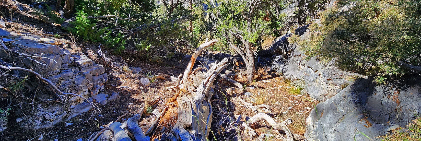 Back in the Gully. Much Easier Navigation. Would Have Saved 45min to Stay in the Gully! | Fletcher Canyon / Fletcher Peak / Cockscomb Ridge Circuit | Mt. Charleston Wilderness | Spring Mountains, Nevada