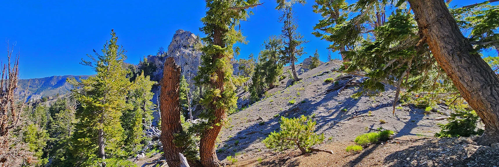 Too Soon! Don't Take This First Descending Pathway. | Fletcher Canyon / Fletcher Peak / Cockscomb Ridge Circuit | Mt. Charleston Wilderness | Spring Mountains, Nevada
