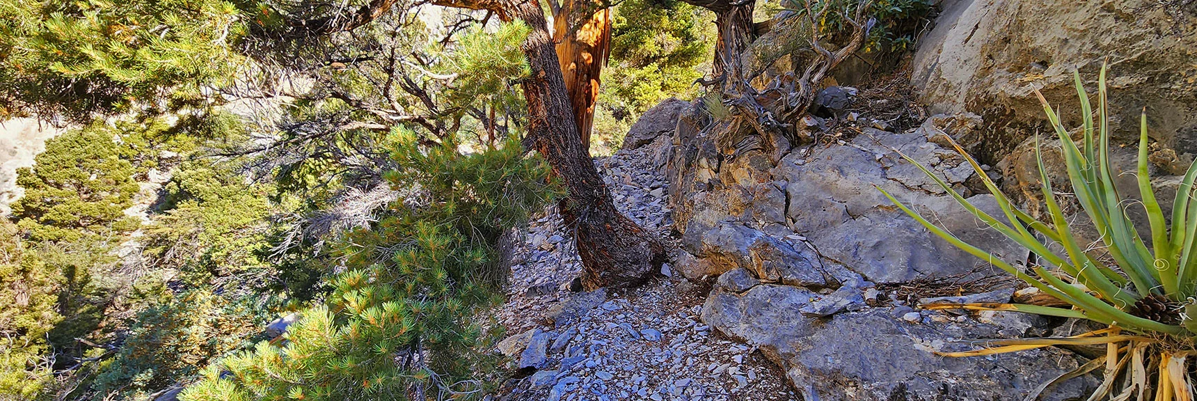 Round This Corner to Arrive at Gully That Takes You Easily To Fletcher Peak. | Fletcher Canyon / Fletcher Peak / Cockscomb Ridge Circuit | Mt. Charleston Wilderness | Spring Mountains, Nevada
