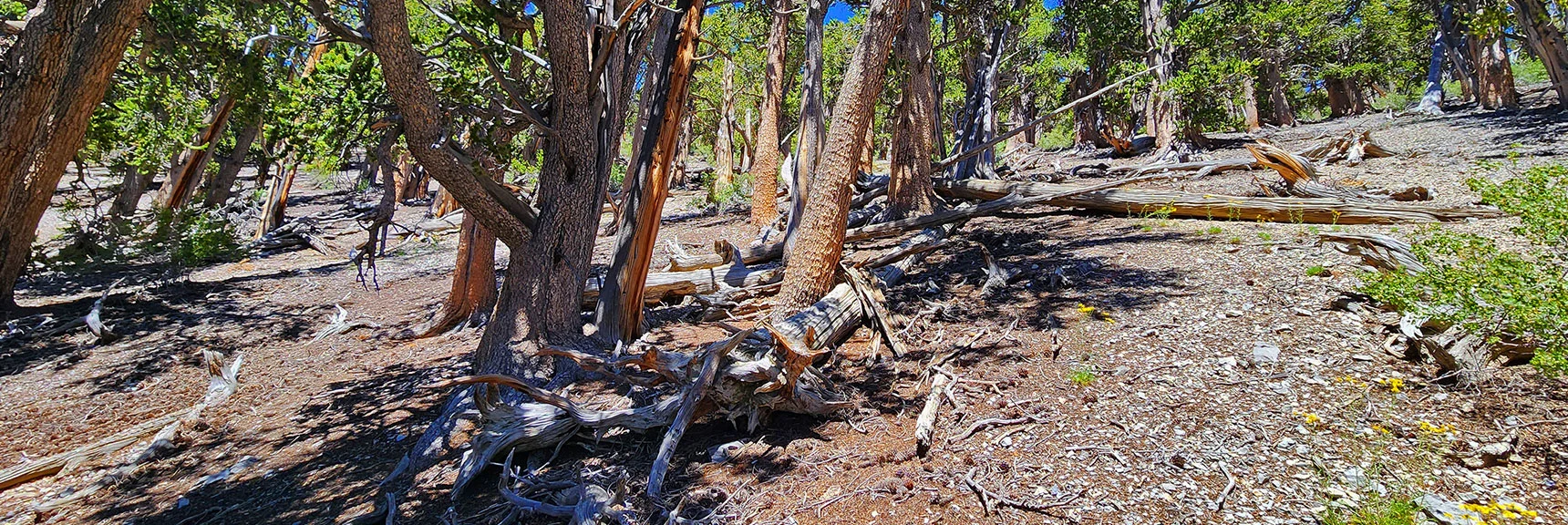 Incline Fairly Steep, But Still an Easy Walk | Fletcher Canyon / Fletcher Peak / Cockscomb Ridge Circuit | Mt. Charleston Wilderness | Spring Mountains, Nevada