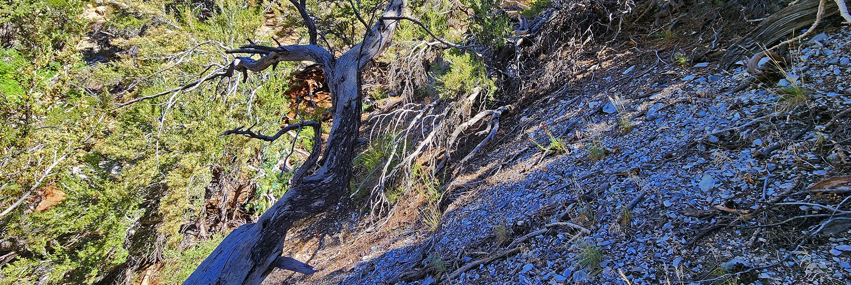 Bad Bad! Avoid Steep Incline Above Gully. You'll End Up Back in the Gully Anyway! | Fletcher Canyon / Fletcher Peak / Cockscomb Ridge Circuit | Mt. Charleston Wilderness | Spring Mountains, Nevada
