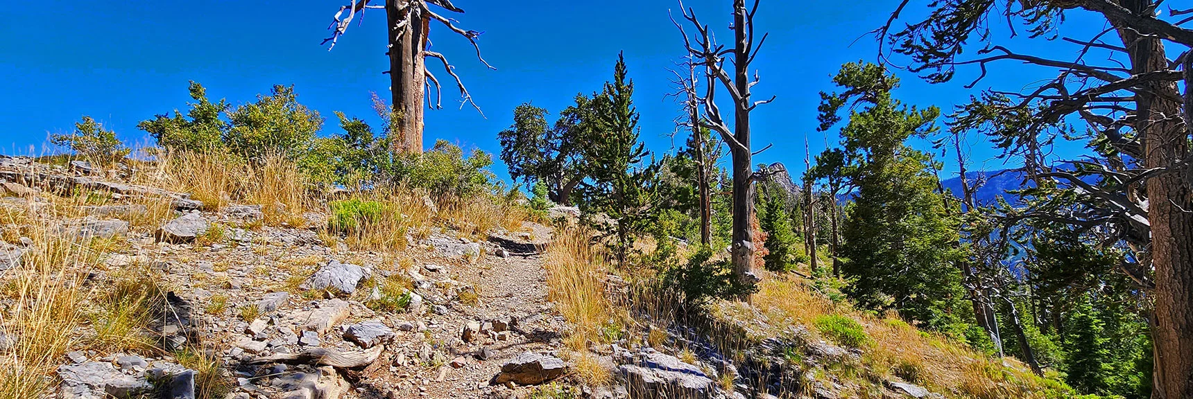 Cockscomb Ridge Trail. Will Ascend 1000ft Then Take Left Down East Side of Ridge | Fletcher Canyon / Fletcher Peak / Cockscomb Ridge Circuit | Mt. Charleston Wilderness | Spring Mountains, Nevada