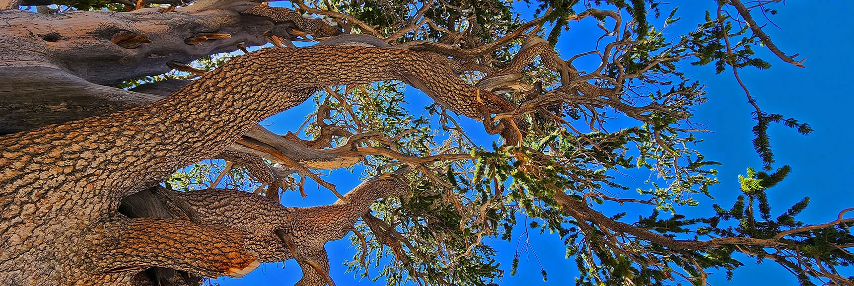 Raintree's Impressive Canopy | Fletcher Canyon / Fletcher Peak / Cockscomb Ridge Circuit | Mt. Charleston Wilderness | Spring Mountains, Nevada