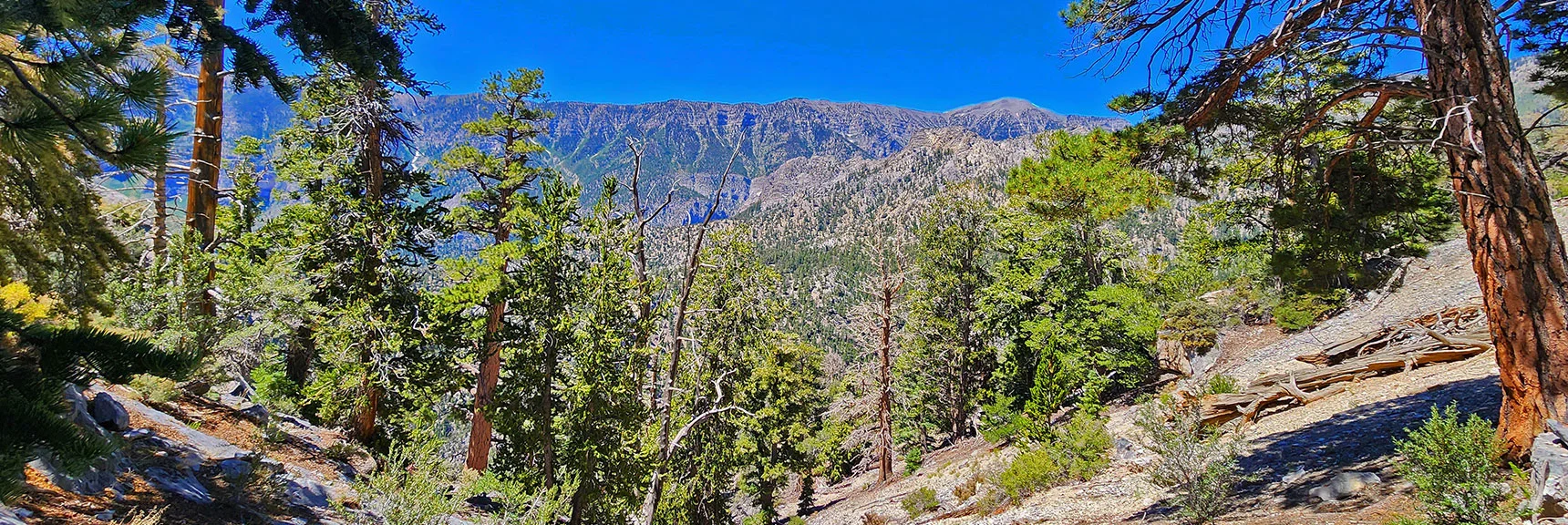 Down Gully View: Cockscomb Ridge, Charleston Peak and Kyle Canyon South Rim | Fletcher Canyon / Fletcher Peak / Cockscomb Ridge Circuit | Mt. Charleston Wilderness | Spring Mountains, Nevada
