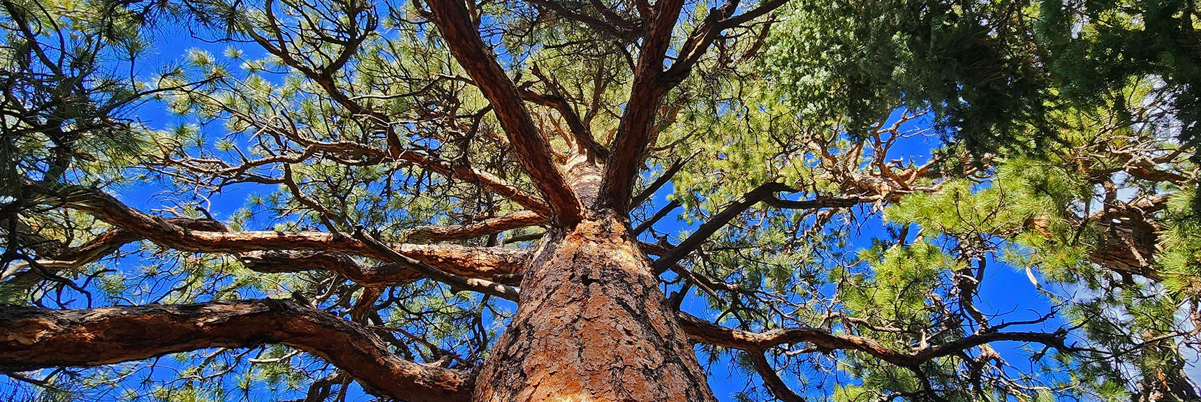 Spectacular Ponderosa Pines Line Fletcher Canyon Trail | Fletcher Canyon / Fletcher Peak / Cockscomb Ridge Circuit | Mt. Charleston Wilderness | Spring Mountains, Nevada