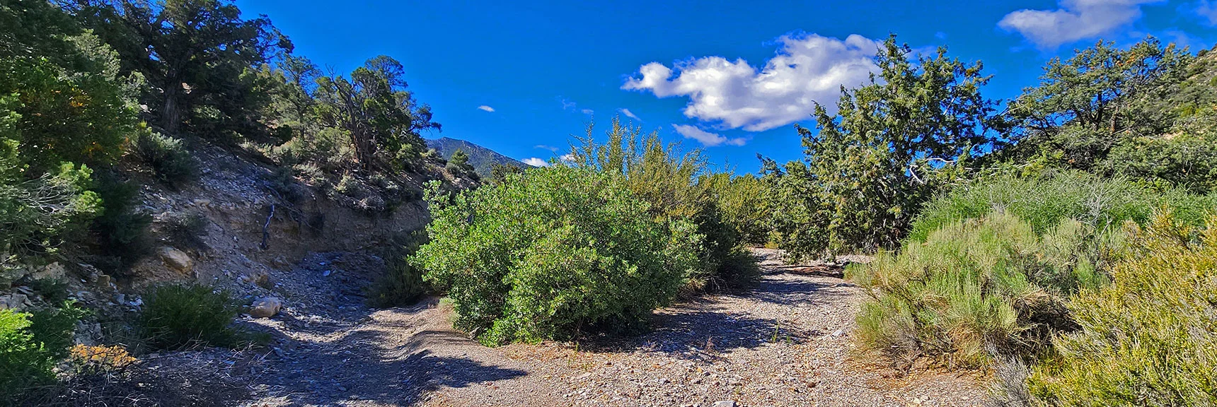 Now in Valley Wash. Will Take Wash to El Bastardo Approach Ridge | El Bastardo Peak | La Madre Mountains Wilderness, Nevada