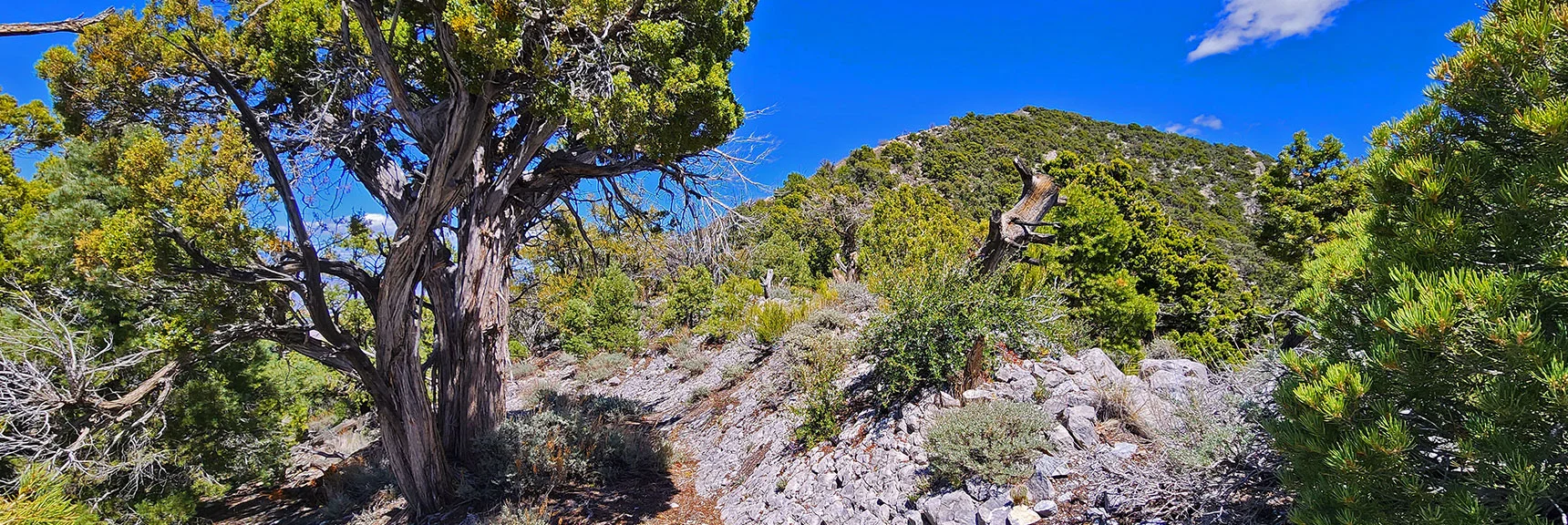 Burnt Peak Ahead. Best to Summit the Peak Before Descending Its Ridgeline | El Bastardo Peak | La Madre Mountains Wilderness, Nevada