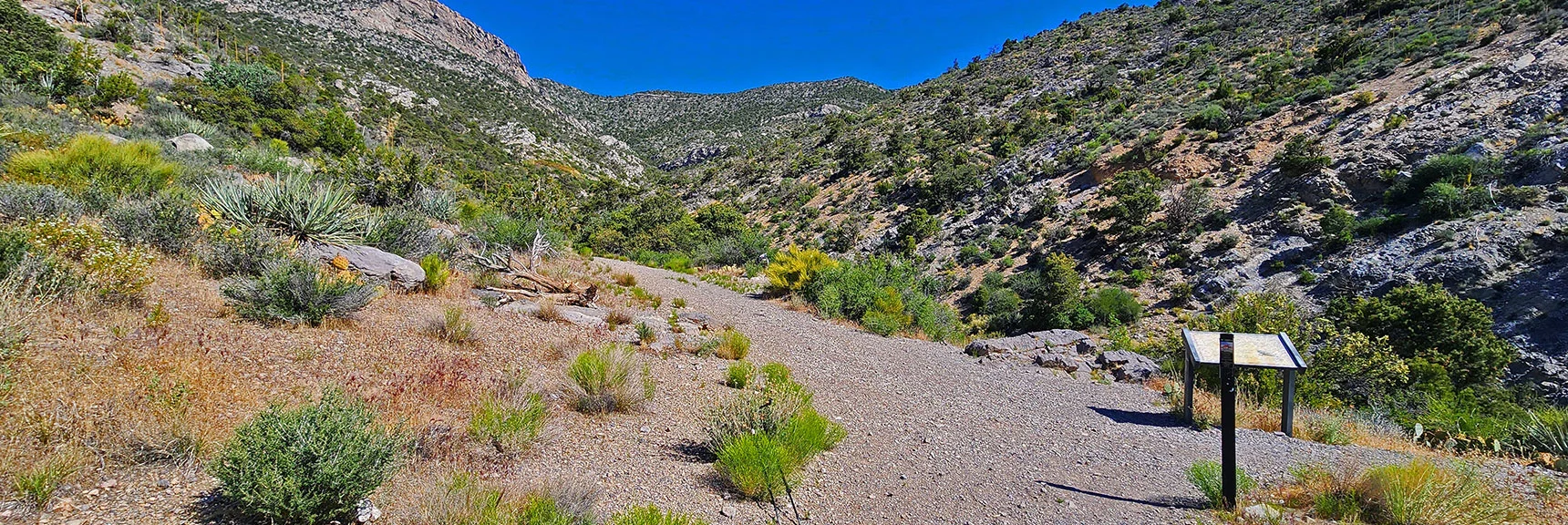 Begin Ascending La Madre Springs Gully (La Madre Ridgeline on Horizon). | La Madre Springs West Ridge Loop | La Madre Mountains Wilderness, Nevada