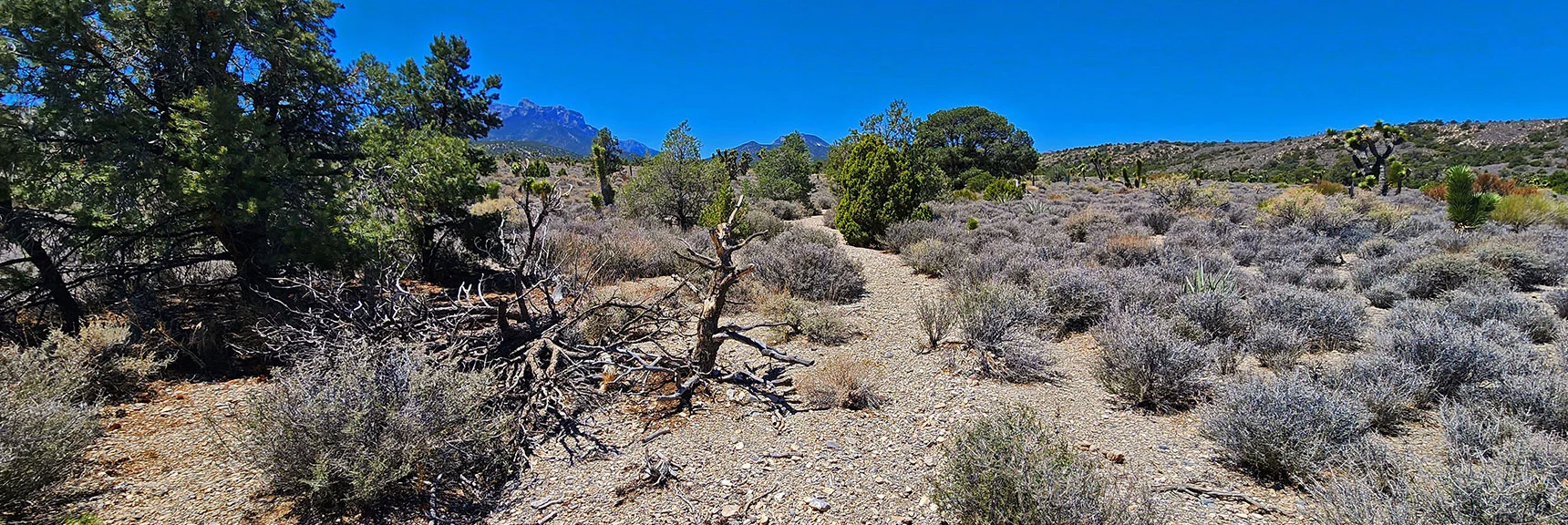 Trail Turns Right to Parallel Lee Canyon Rd to Blue Tree Rd. | Rocky Gorge Loop Trail | Sawmill Trailhead Area | Lee Canyon, Nevada