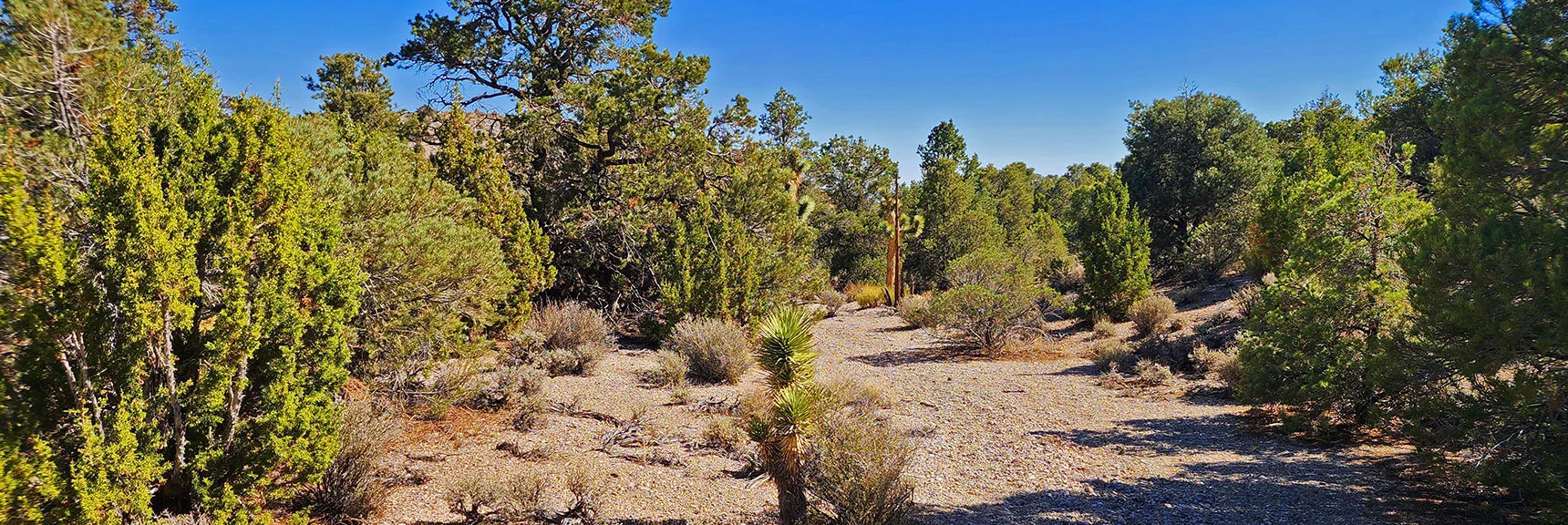 Incredible Plant Variety in This Transition Zone: Pine, Juniper, Yucca. | Rocky Gorge Loop Trail | Sawmill Trailhead Area | Lee Canyon, Nevada