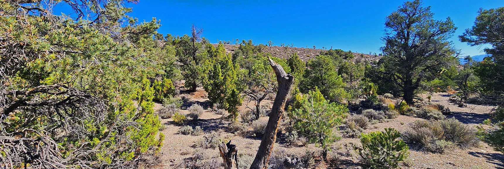 Joshua Trees Appearing on Upper Ridgetops with Continuing Descent | Rocky Gorge Loop Trail | Sawmill Trailhead Area | Lee Canyon, Nevada