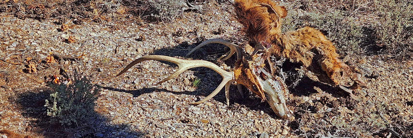 Harsh Environment Claims Victim | Rocky Gorge Loop Trail | Sawmill Trailhead Area | Lee Canyon, Nevada