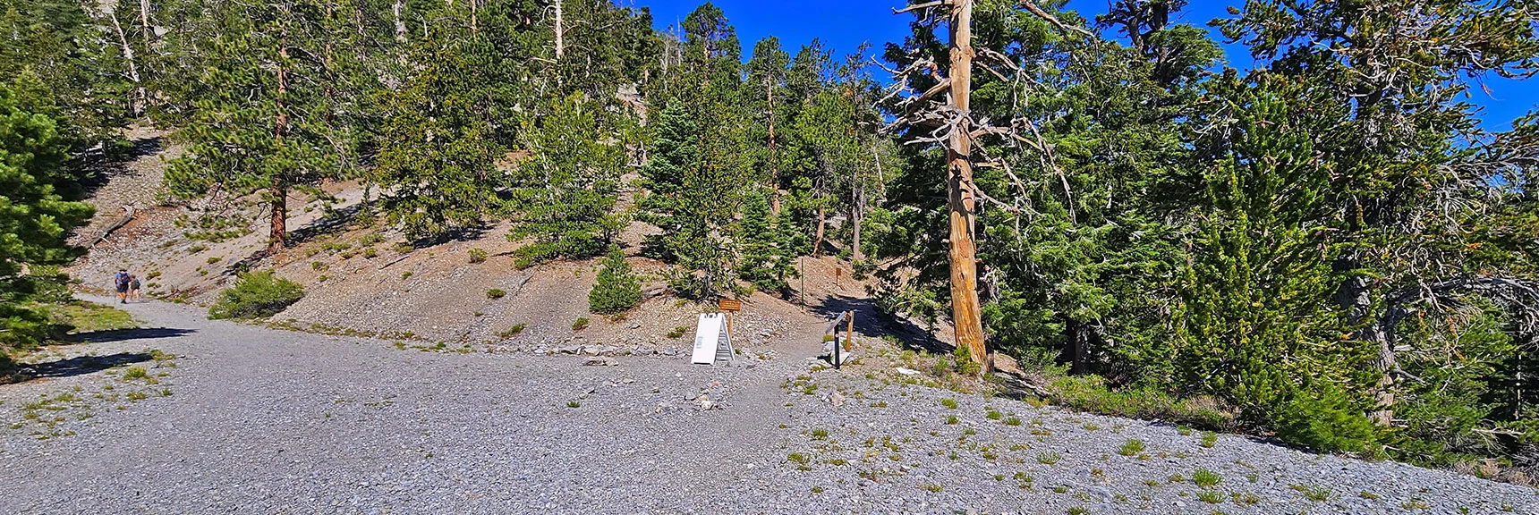 Entering the Bonanza Trailhead. Brilliant Colors Pop in This Wilderness Area! | Amargosa Overlook | Mt. Charleston Wilderness | Spring Mountains, Nevada