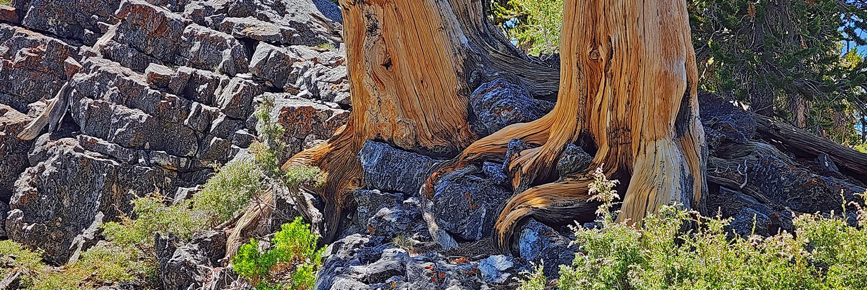 Bristlecones Anchoring Themselves in Limestone Rock Form Artistic Sculptures | Amargosa Overlook | Mt. Charleston Wilderness | Spring Mountains, Nevada