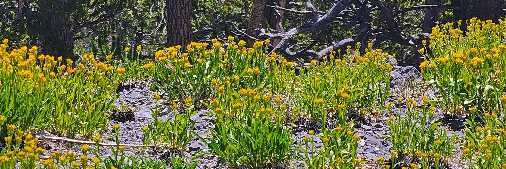 Carpet of Blooms Springing from a Bed Covered with Limestone Rock. | Amargosa Overlook | Mt. Charleston Wilderness | Spring Mountains, Nevada