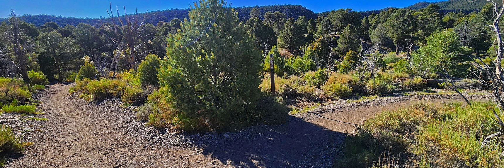 Left onto Blue Tree Loop, Then Keep Right. | Blue Tree Loop | Sawmill Trailhead | Lee Canyon, Nevada