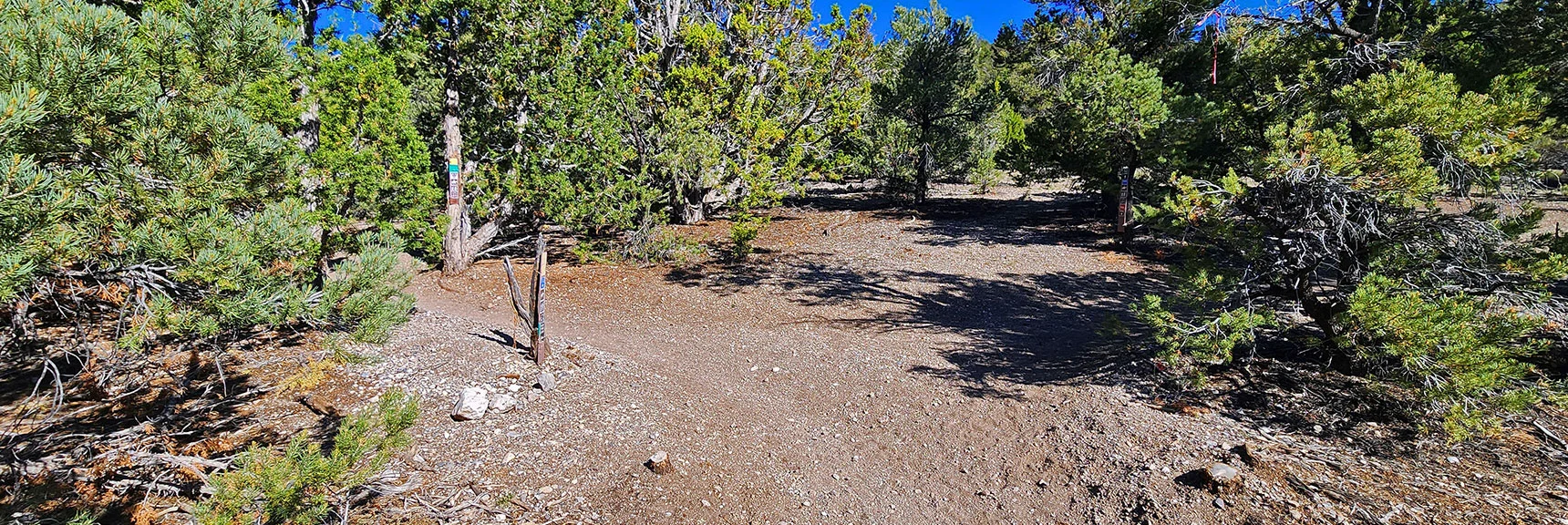 Another Right Turn on the Blue Tree Loop as You Leave the Sawmill Loop | Blue Tree Loop | Sawmill Trailhead | Lee Canyon, Nevada